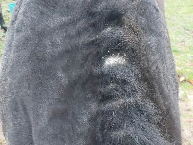 La dermite estivale chez le cheval