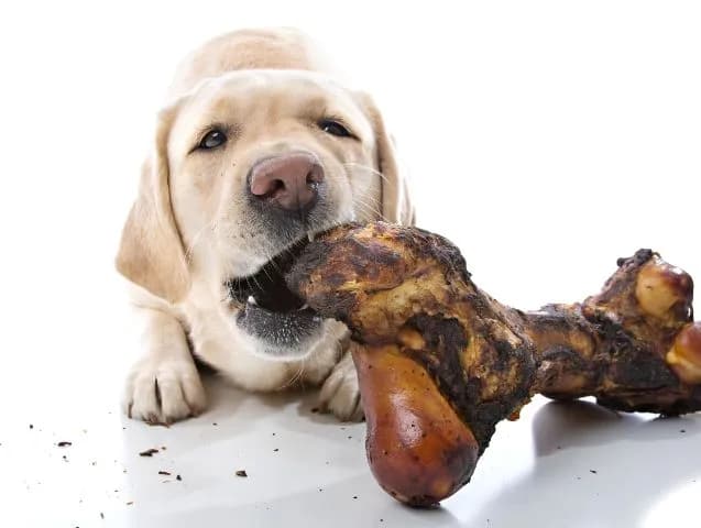 Chien et os