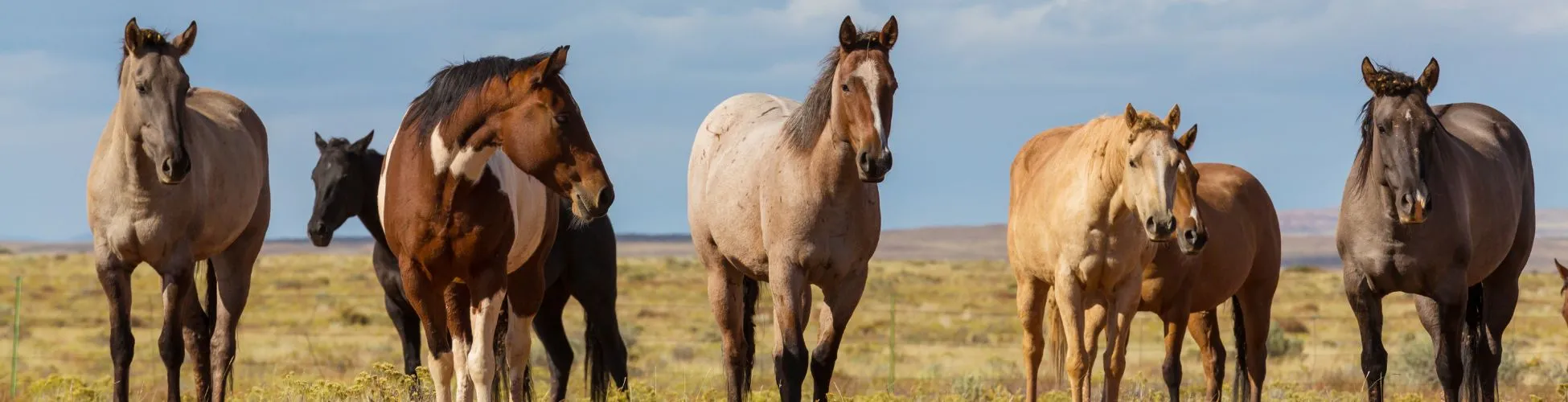 Vermifuge cheval au pre