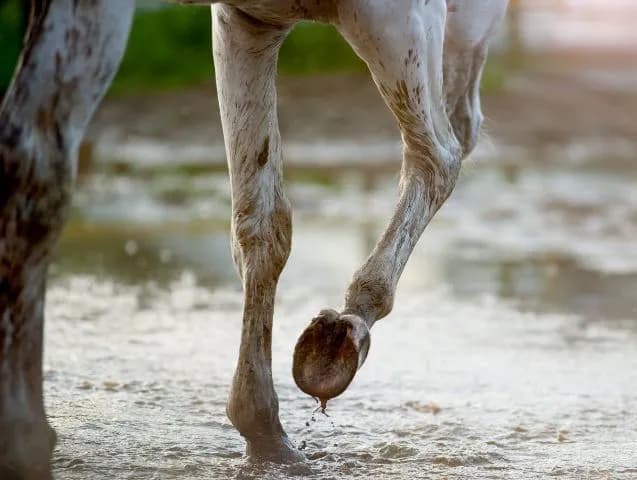 les-sabots-du-cheval