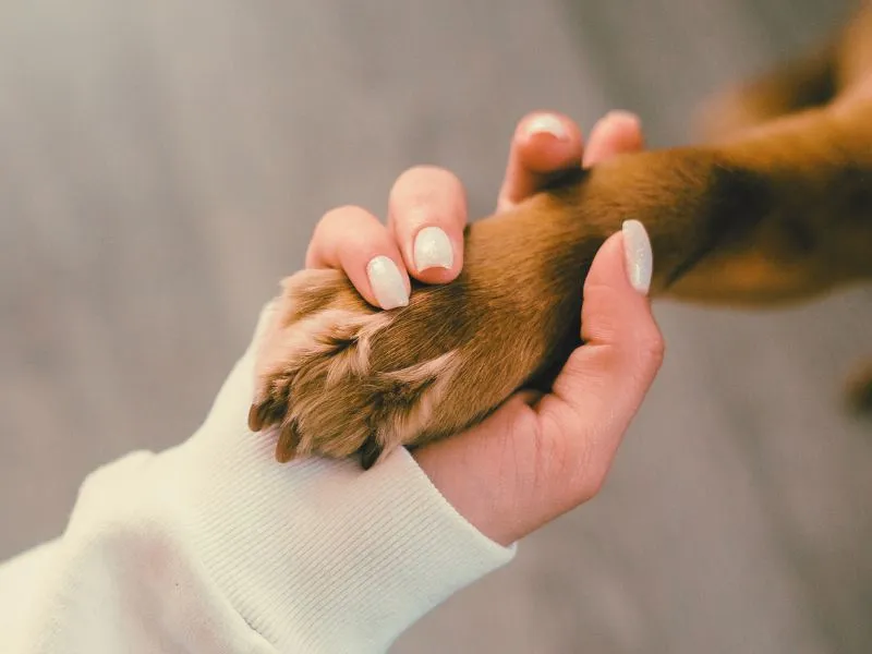 Communication animale avec un chien