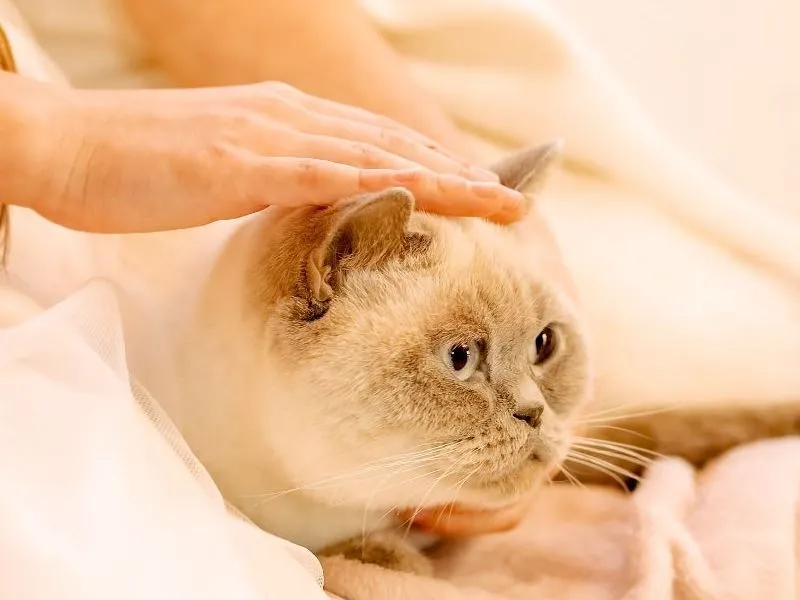Soin énergétique sur un chat