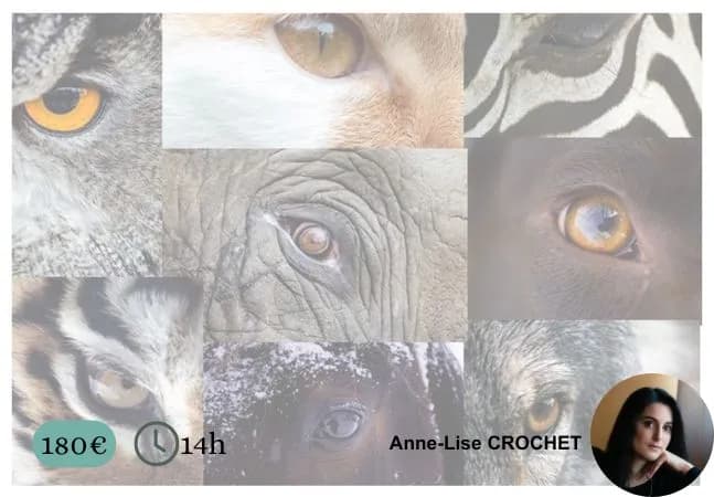 Formation communication animale