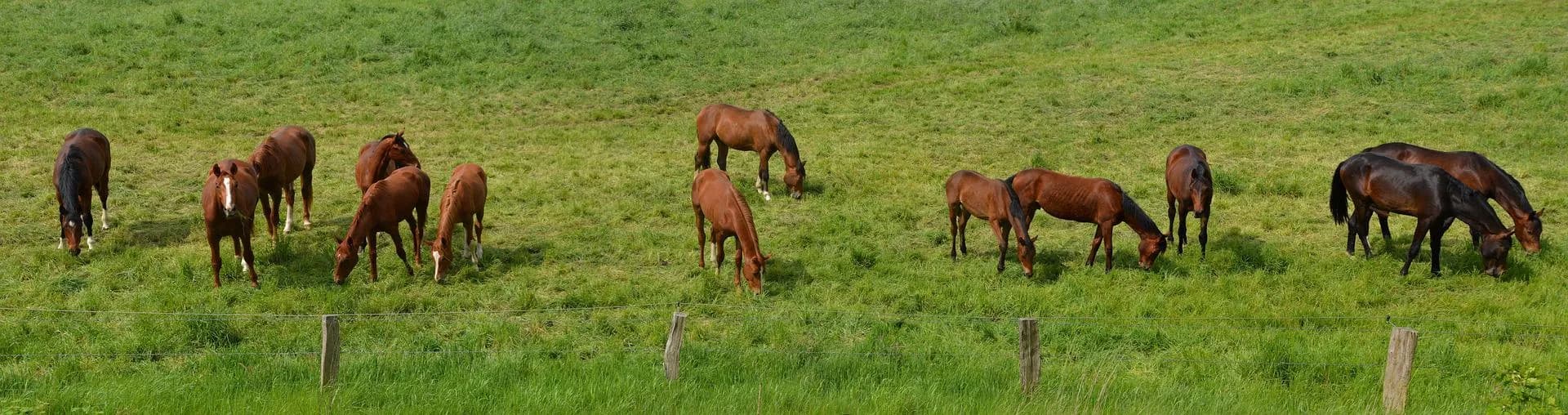 Transition au pré chevaux