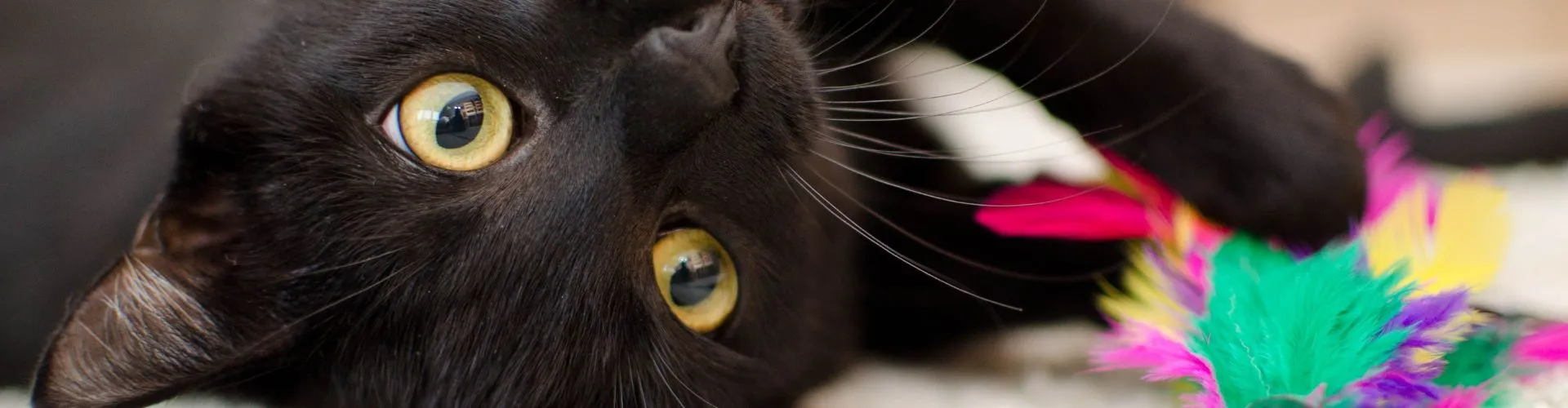 Chat noir joue
