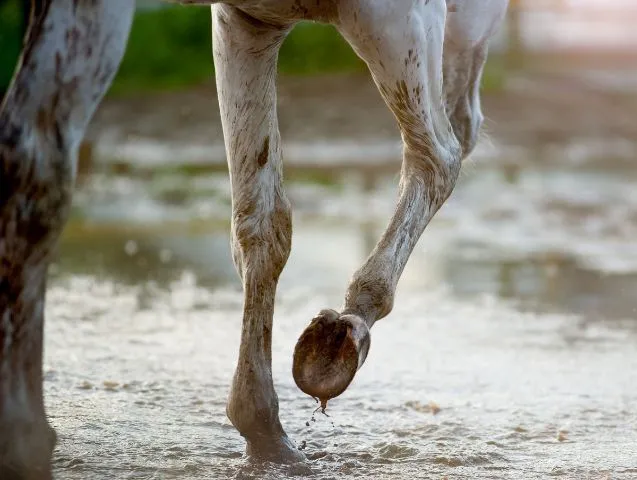 les-sabots-du-cheval