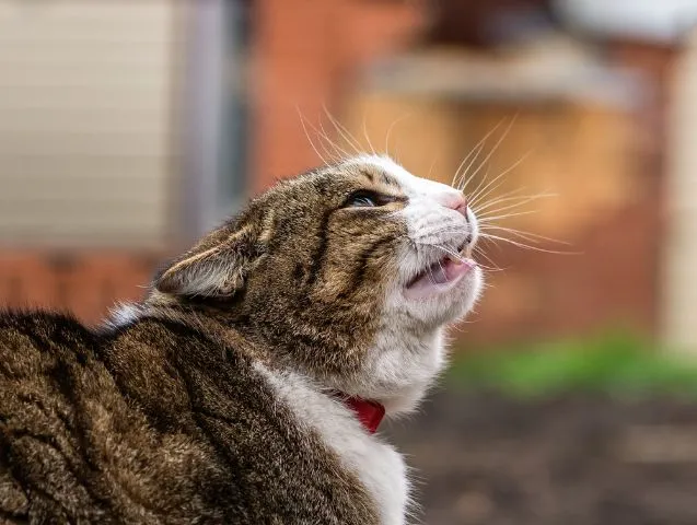 chat-craintif