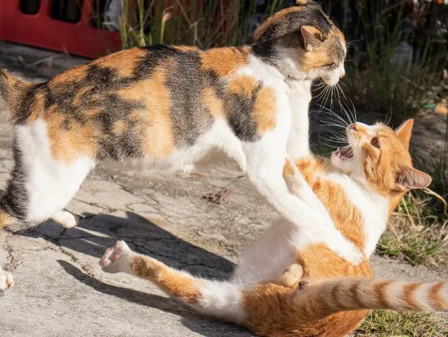 Problemes-cohabitation-chats