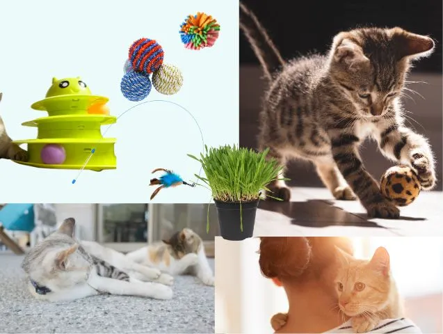 jouets-pour-chats