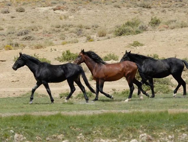 Les-3-F-du-cheval