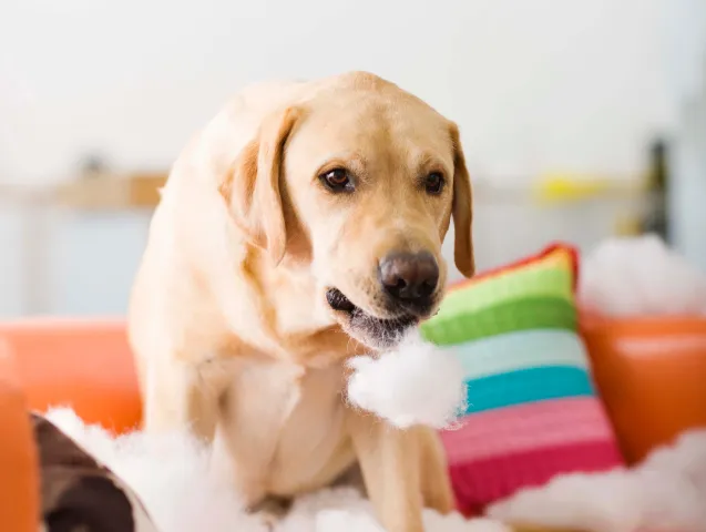 pourquoi-faire-une-communication-animale