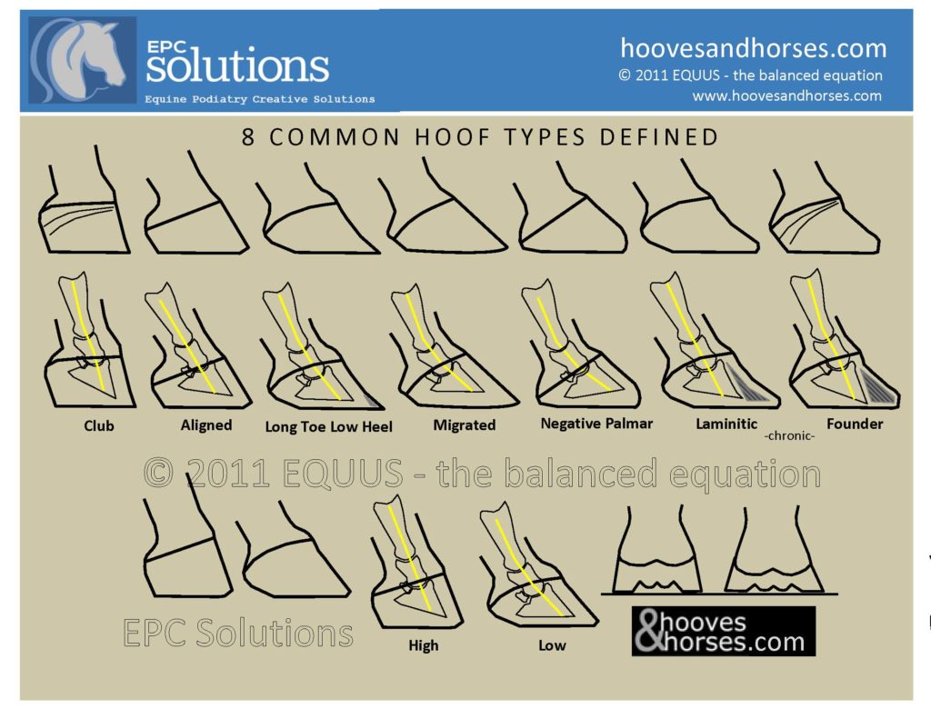 Classification des pieds - schémas