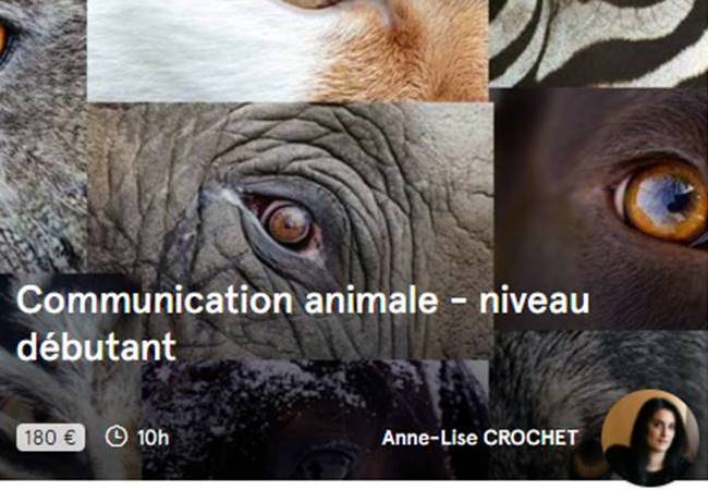 Formation en ligne communication animale