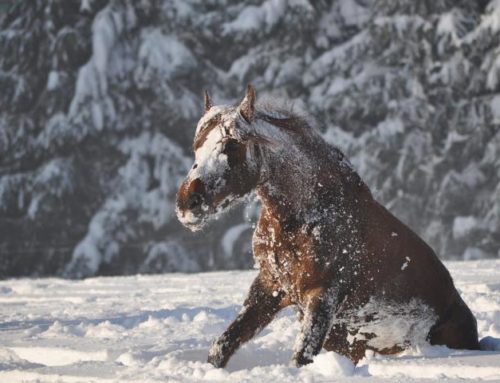 Préparer son cheval pour l’hiver