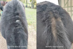 dermite-estivale-du-cheval