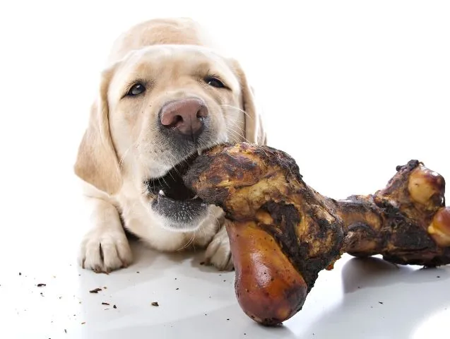 Les bienfaits de la mastication chez le chien