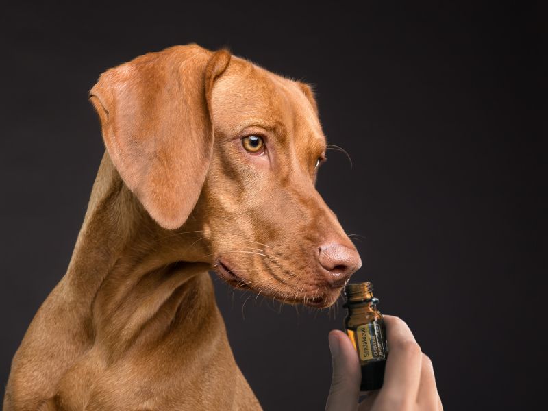 Aromathérapie chien