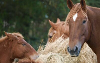 Les « 3 F » du cheval