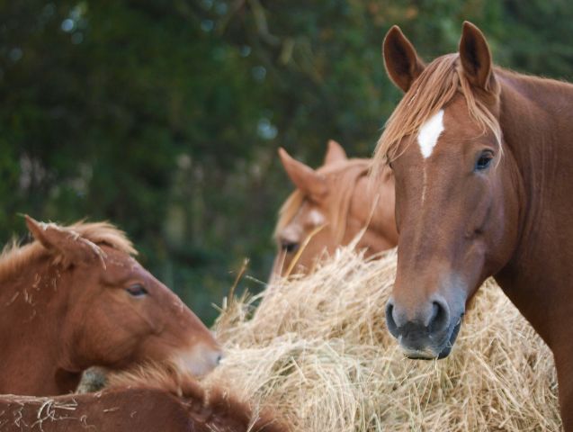 Les « 3 F » du cheval