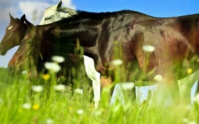 La vermifugation chez le cheval