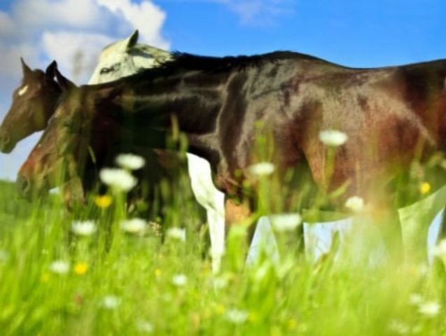 La vermifugation chez le cheval