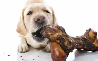 Les bienfaits de la mastication chez le chien