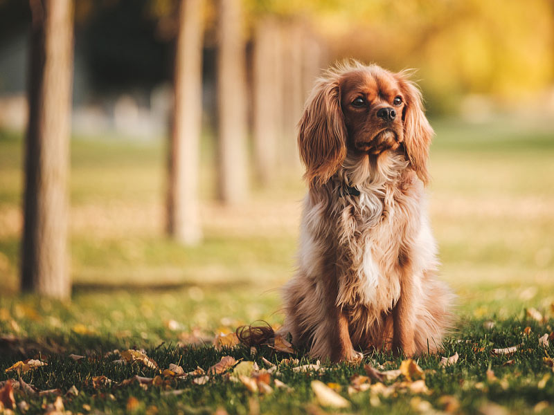 Animal perdu, trouvé, que faire ?