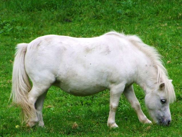 La fourbure chez le cheval, ce fléau !