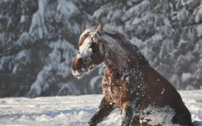 Préparer le cheval pour la saison hivernale