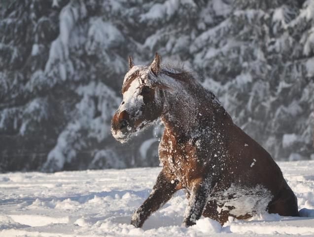 Préparer le cheval pour la saison hivernale