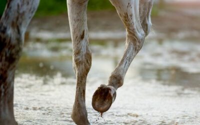 Prendre soin des pieds de son cheval en hiver