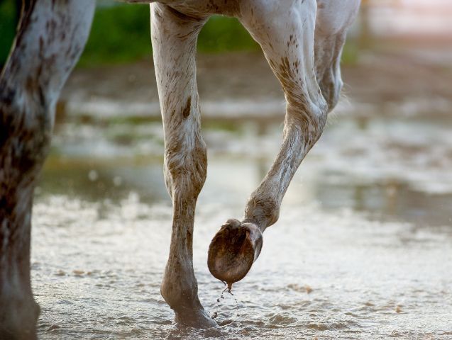 Prendre soin des pieds de son cheval en hiver