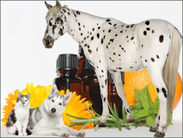 L’Aromathérapie Animale : Bienfaits, Usages et Précautions