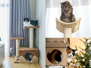 Aménagements pour chats