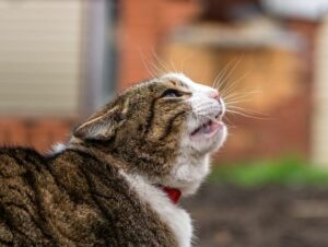 Chat oreilles couchées