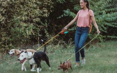 5 règles de bon sens pour la garde de votre chien chez un pet sitter ou une pension