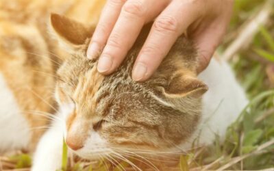 L’EFT pour les animaux : une approche douce et efficace