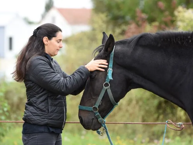 EFT-cheval L'EFT pour les animaux