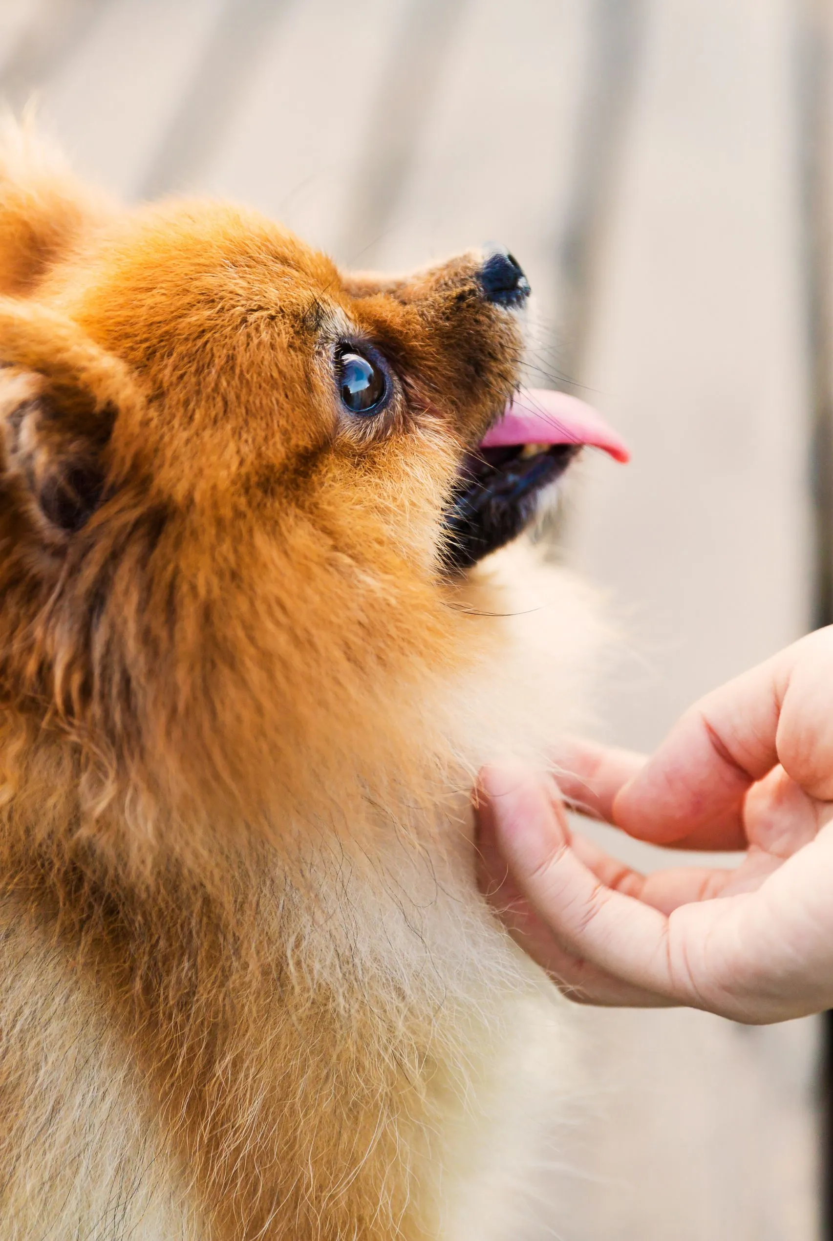 EFT-pour-animaux