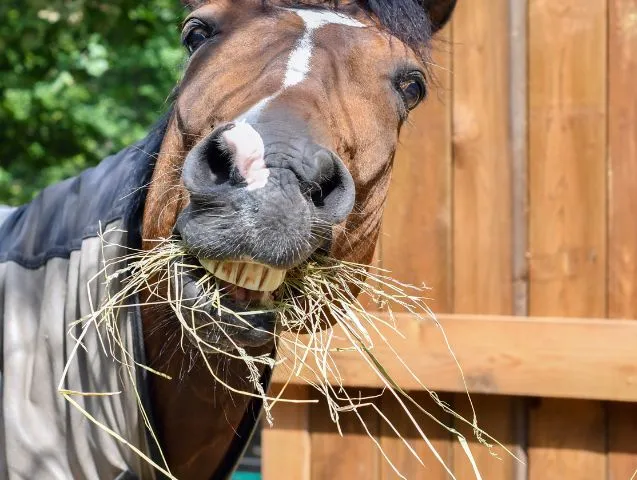 Les « 3 F » du cheval