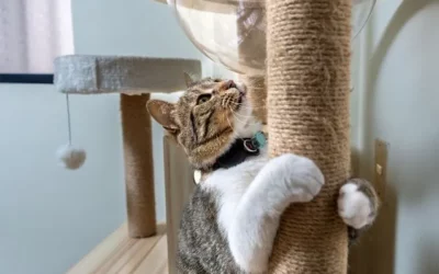 Comment enrichir l’environnement de son chat : conseils pour un félin épanoui