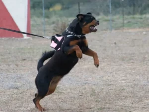 chien-tire-agressif