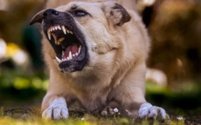 Gérer l’agressivité du chien