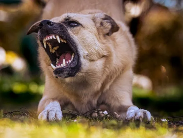 Gérer l’agressivité du chien