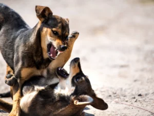 chiens-se-battent