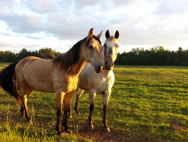 Mettre son cheval à la retraite – 7 conseils