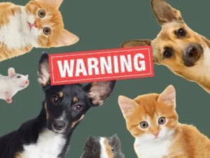 communication-animale-danger