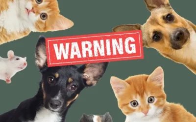 7 dangers méconnus de la communication animale à connaître