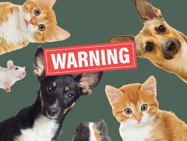 7 dangers méconnus de la communication animale à connaître