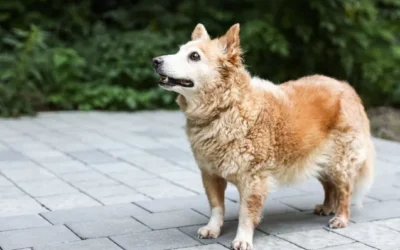 La vieillesse du chien